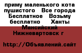 приму маленького кота пушистого - Все города Бесплатное » Возьму бесплатно   . Ханты-Мансийский,Нижневартовск г.